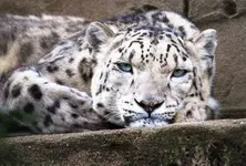 From 51 to 83: Himachal Pradesh witnesses huge rise in snow leopard count in 4 years