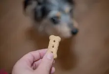 Pharma company launches first-ever Jain biscuits for ‘Jain’ dogs