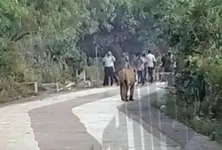 Lion spotted on Shatrunjay Hill walkway sparks panic among pilgrims