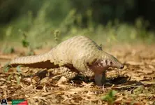 Pangolin smuggling racket busted in Gujarat's Rajkot three arrested