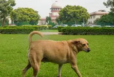 SC summons Chief Secys of states UTs over non compliance of directions on stray dogs