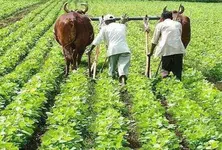 Gujarat cabinet minister draws criticism for wearing gumboots to meet flood affected farmers
