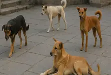 SC to pass judgement on stray dogs on Nov 7, Animal Welfare Board will be made party in the matter