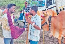 Gujarat’s remote town of Dahod keeps this ancient livestock trading tradition alive