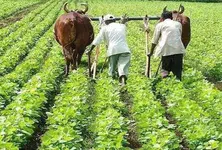 Rain damage Will Gujarat’s rs 7000 cr crop relief be enough if capped at rs 45000 per farmer