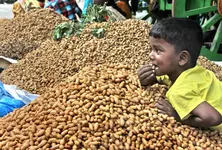 Gujarat govt announces procurement of crops including groundnut at MSP