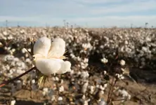 MSP, import duty policies hit cotton ginning industry hard in North Gujarat, 60 out of 115 units shut