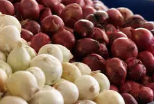 Prices of onions drop drastically due to unseasonal rains, farmers in distress