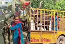 Woman hops in cattle cage after bullock seized in Chiloda
