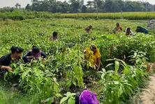 Relief package falls short as Gujarat government cuts farmer aid by allegedly altering rules