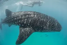 Gujarat to mark 19th Whale Shark Day, fishermen rescue over 1,000 largest fish species