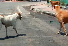 Dog-bite cases surge at Sola Civil, over 3,500 patients recorded this year