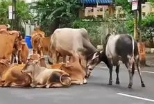 Ahmedabad Police crack down on stray cattle menace, several areas declared ‘no cattle zones’