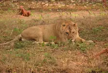 Tragedy in Gir: Two-year-old girl killed in lioness attack, animal trapped