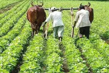 Unseasonal rains in Gujarat: Only 3.39 lakh of 30 lakh applicants get assistance