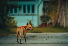 Gujarat govt’s impractical dog census order sparks anger among talatis