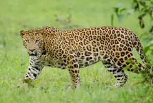 Gujarat home to more than 9 lakh wild animals including lions, leopards, and deers