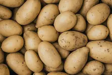 Gujarat becomes fourth-largest potato producer in India, sowing up by 13% this season