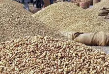 Godowns overflow in Junagadh, peanut procurement slows, produce may be sent to Kutch