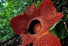 After 13 years of waiting, conservationists rediscovered one of the world’s rarest flowers in Sumatra