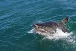 12-year-old boy bitten by shark at Sydney Harbor beach