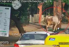 Gujarat to deploy AI to tackle stray cattle menace in Ahmedabad