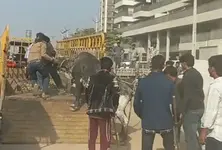 AMC drive obstructed in Hebatpur, officials allege animals driven away