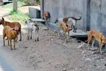 Over 100 Stray dogs allegedly poisoned near Hyderabad, probe launched