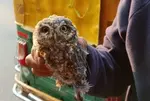 Rare spotted owl rescued from glue trap in Ahmedabad, shifted to forest hospital