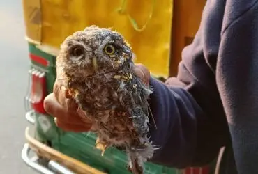 Rare spotted owl rescued from glue trap in Ahmedabad, shifted to forest hospital