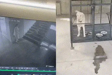 Pet Labrador seized after attack on woman in Shilaj; AMC, police initiate action against owner