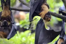 Thailand enhances screening of flights originating from Nipah Virus high-risk region