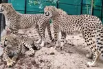 Namibian cheetah Aasha gives birth to five cubs at Kuno National Park