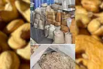 3,000 kg of insect-infested cashews seized from unlicensed unit in Kathwada GIDC