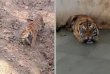 Surat gets  new pair of tigers at Sarthana Nature Park