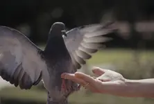 Indian-origin woman fined over ₹2 lakh for feeding pigeons in Singapore