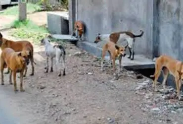Row erupts in gujarat over circular asking teachers to conduct stray dog survey
