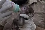Infant monkey rescued in Solа, after being separated from mother