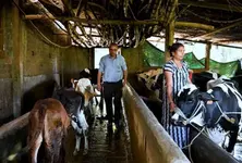 Gujarat's 'Miracle Boy' boosts dairy yields with record artificial insemination success