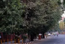 422 heritage trees found in Ahmedabad amid ongoing tree census