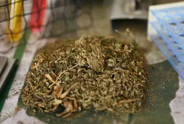 Ahmedabad Crime Branch seize ganja worth ₹2 lakh, two arrested in Bapunagar raid