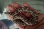 Non-venomous sand boa rescued from residential area in Dariapur