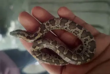 Non-venomous sand boa rescued from residential area in Dariapur
