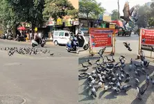 Pigeons killed, accident risks rise in Surat over roadside feeding