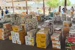 Kesar mango auction begins at Talala Yard, 10,400 boxes received on the first day