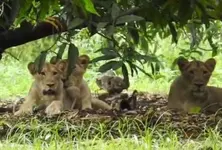 Gujarat CM reviews safety measures after 4 lion cubs die in Gir, 17 isolated