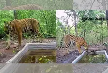 Two tigresses from MP to be released in Dahod forest