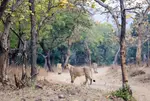 Gir lion cub deaths: Forest dept awaits sample test report sent to GBRC in next 3-4 days