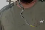 Rare non-venomous buff-striped Keelback rescued from pol in Dariapur