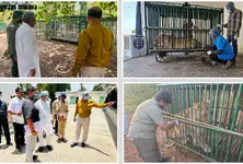 Gir lion health crisis eases, no deaths recorded in three days
